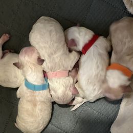 Maltipoo puppies from Dorothy Bunch's Maltipoos