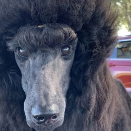 Poodles from RomLein Standard Poodle