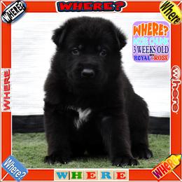 WHERE - Black female German Shepherd puppy in Murrieta, California from Diamond Oaks German Shepherds