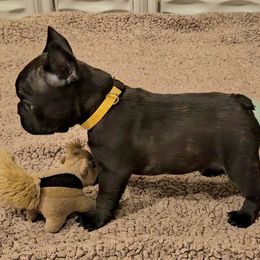 French Bulldog Puppies from A&D Frenchies