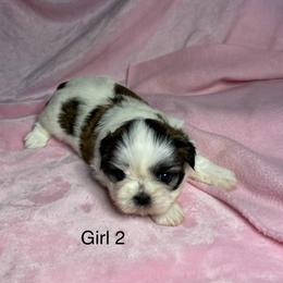 Girl 2 - Sable and white female Shih Tzu puppy in Zeigler, Illinois from Dandy Little  Shih Tzu, Shih Poo's and Toy Poodles