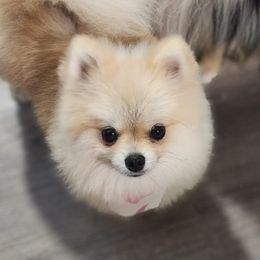 Mao Mao - Pomeranian