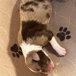 Girl 4 - female Australian Shepherd puppy in Johnson City, Tennessee from St. Isidore's Australian Shepherds