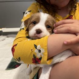 Brittany Puppies from Caliah Brittanys
