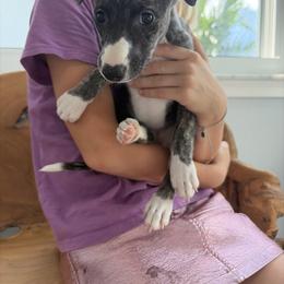 Salem - Fawn brindle female Whippet puppy in Fort Myers, Florida from Rainbow Whippets