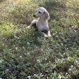 Mia - Cream female Poodle puppy in Naples, Florida from Puppies Forever 💙❤️🐶