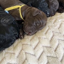Goldendoodle Puppies from Daisy Mae Doodles
