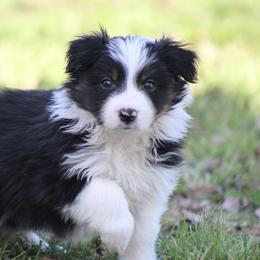 Blk male tri color - Black male Border Collie puppy in Tylertown, Mississippi from Cool Meadow Farms