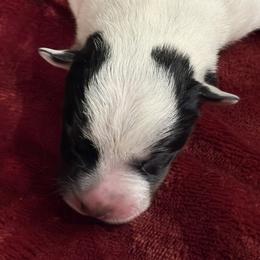KF3 - Blue mottled female Australian Cattle Dog puppy in Libby, Montana from RnB Cattle Dogs LLC