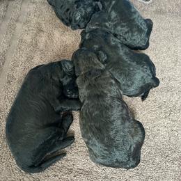 1 - Black male Poodle puppy in Severance, Colorado from Cox's Poodle Pups