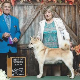 Gunner - Norwegian Buhund