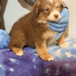 Boy 2 - Red tri-color male Australian Shepherd puppy in Millville, New Jersey from Creekside Canines