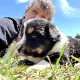 Aussiedoodle, Australian Shepherd, and Poodle Puppies from Big Mama’s Beauties