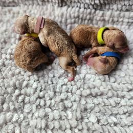 Berlioz - Apricot male Poodle puppy in San Tan Valley, Arizona from Desert Storm Poodles