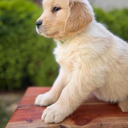 Everlong Juniper - Light golden female Golden Retriever puppy in Monroe, North Carolina from Everlong Equine and Canine