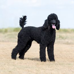 "Father, AKC Standard Poodle" Goldendoodle and Sheepadoodle Puppies from Major League Doodles