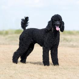 "Father, AKC Standard Poodle" Goldendoodle and Sheepadoodle Puppies from Major League Doodles
