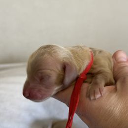 Boy 3 - Dachshund puppy in Waynesville, North Carolina from Blue Ridge Doxies