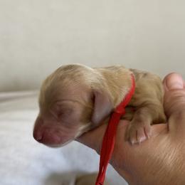 Boy 3 - Dachshund puppy in Waynesville, North Carolina from Blue Ridge Doxies