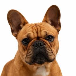 Jessie - French Bulldog