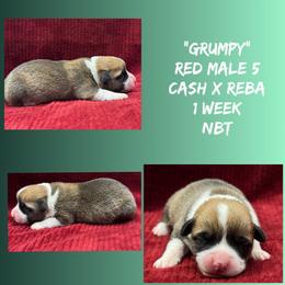 Grumpy - Red male Pembroke Welsh Corgi puppy in Stephenville, Texas from Rising JM Pembrokes