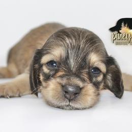 Dachshund Puppies from Piney Woods Miniature Dachshunds