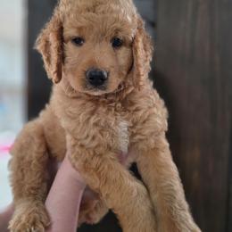 Sandy - Yellow and white female Bernedoodle puppy in Mc Gaheysville, Virginia from Doting Doodles