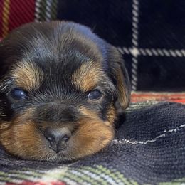 Girl 1 - Yorkshire Terrier puppy from Melrey's paws