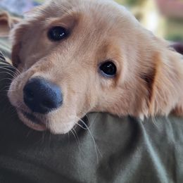 Goldendoodle and Golden Retriever Puppies from A Golden Summer
