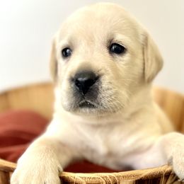 Boy 4 - Yellow Labrador Retriever puppy in Waxhaw, North Carolina from Blacks Run Retrievers