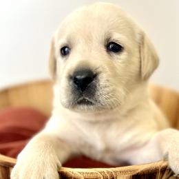 Boy 4 - Yellow Labrador Retriever puppy in Waxhaw, North Carolina from Blacks Run Retrievers