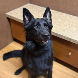 Luna - German Shepherd