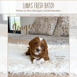 Ginger - Red  female Goldendoodle puppy in Bell Buckle, Tennessee from Precious Puptown Doodles