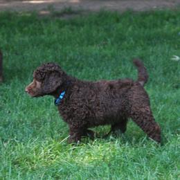 Poodle Puppies from RK'S Pets