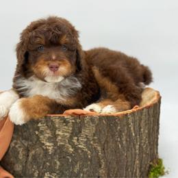 Boy 1 - Red phantom male Aussiedoodle puppy in Manteca, California from Silva Ranch Doodles