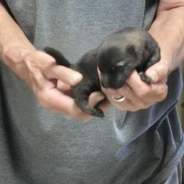 Girl 2 - Sable female German Shepherd puppy in Lake George, Colorado from High Country German Shepherds