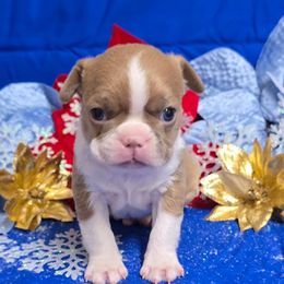 Lilac Boy - Lilac male Boston Terrier puppy in Corsicana, Texas from JT Bostons