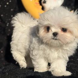 Tofu - White male Maltese puppy in Newport Beach, California from Exotic City Pomeranians and chihuahuas