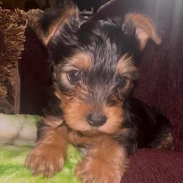 Ciyslle - Black and gold female Yorkshire Terrier puppy in Tyler, Texas from YorkiStars