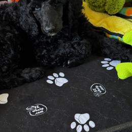 Poodle Puppies from Royal Dixie Poodles