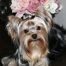 Kiki - Yorkshire Terrier
