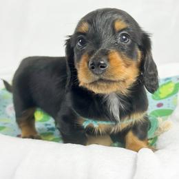 Jolly Rancher - Black and tan male Dachshund puppy in Sacramento, California from MiniDoxPups