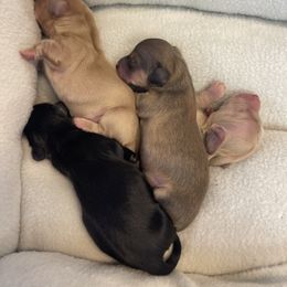 Boy 2 - Cream Dachshund puppy in Cottonwood, Arizona from JuniperWood Dachshunds