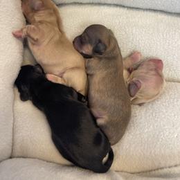Boy 2 - Cream Dachshund puppy in Cottonwood, Arizona from JuniperWood Dachshunds