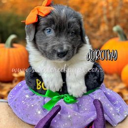 Dorothy - White and gray female Newfoundland puppy in Cambridge, Ohio from Sweet Creek Pups
