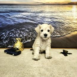 Spurgeon (formerly Charlie III) - White male Schnoodle puppy in Tucson, Arizona from Smart Schnauzers & Schnoodles