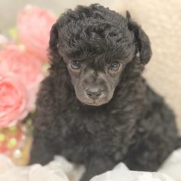 Pixi - Blue female Poodle puppy in Poplarville, Mississippi from Southern Belle Poodles