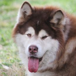 River - Alaskan Malamute