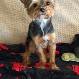 Rudy - Yorkshire Terrier