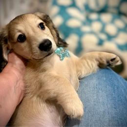 BODIE (2700 RTG) - Cream male Dachshund puppy in Ville Platte, Louisiana from Cajun Pawfection